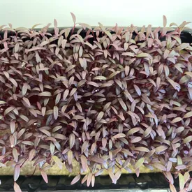 Микрозелень амаранта